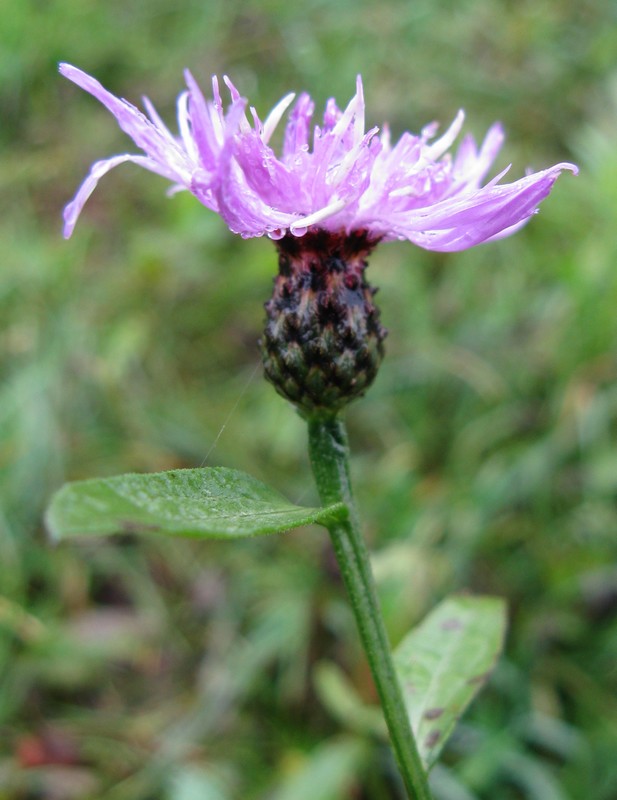 Centaurea nigrescens